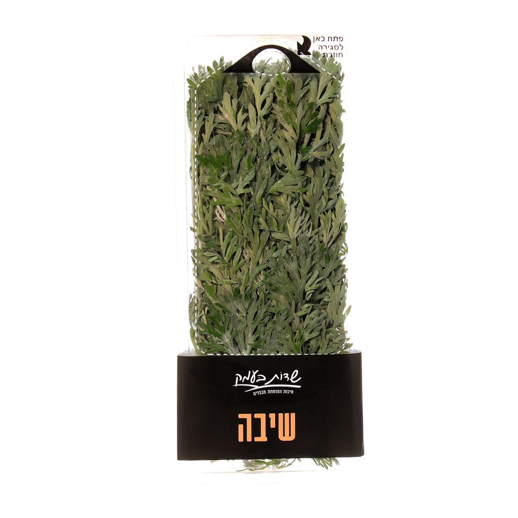 שיבה שדות בעמק