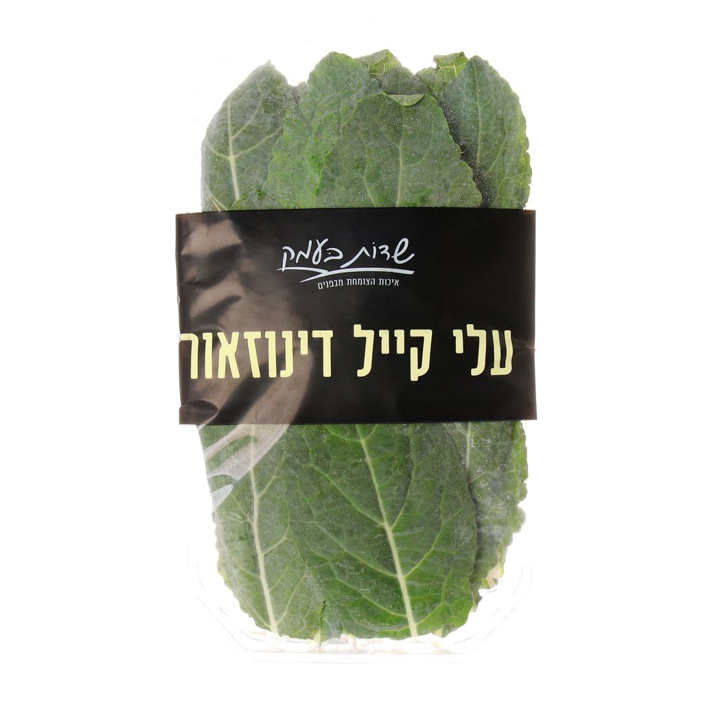 עלי קייל דינוזאור(10
