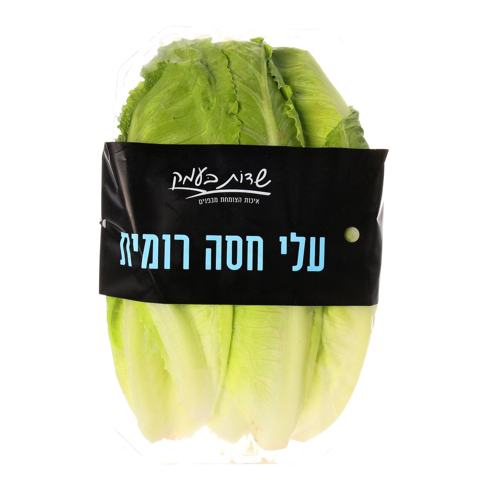 עלי חסה רומית שדות בעמק