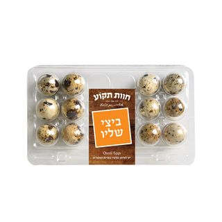 ביצי שליו  (תקוע)