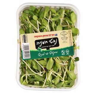 נבטי חמניה  (תקומה)